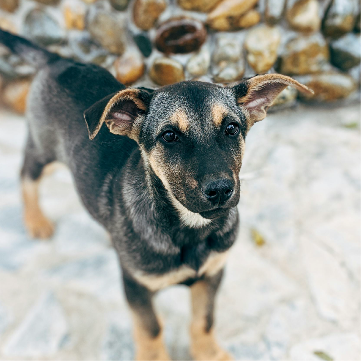 como-ayudar-a-refugios-de-animales-sin-adoptar-panama.png